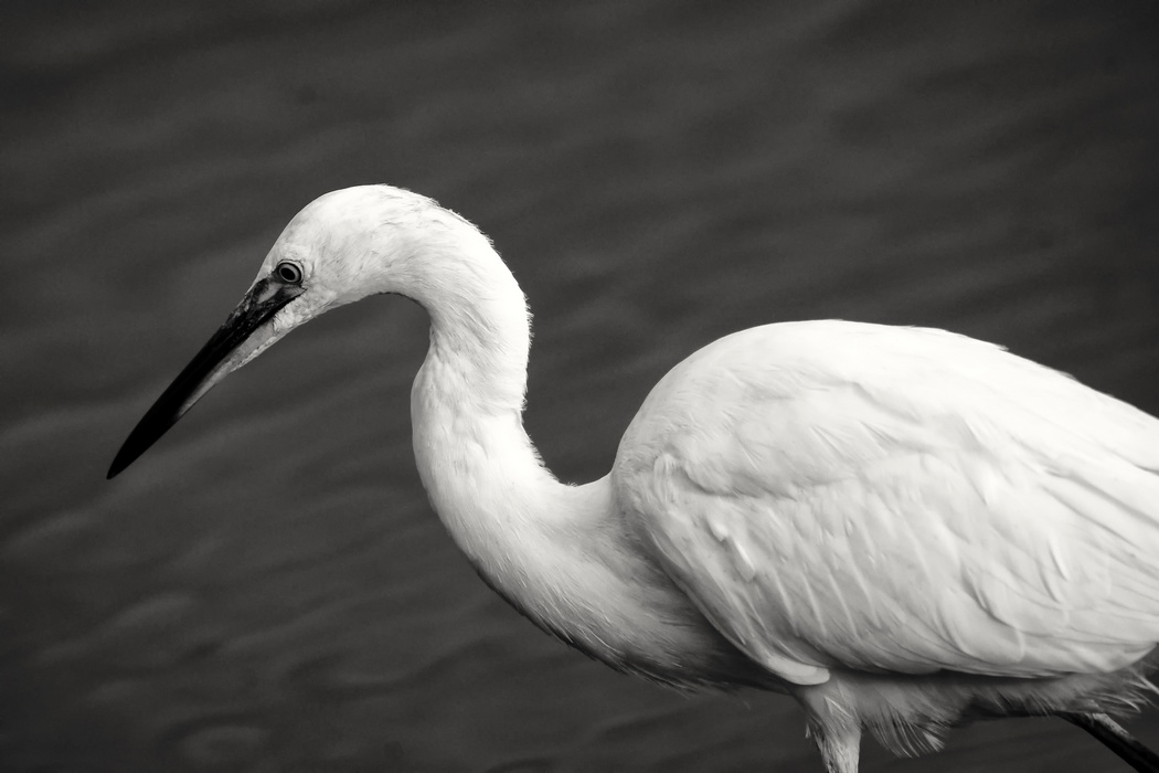 Aigrette Garzette